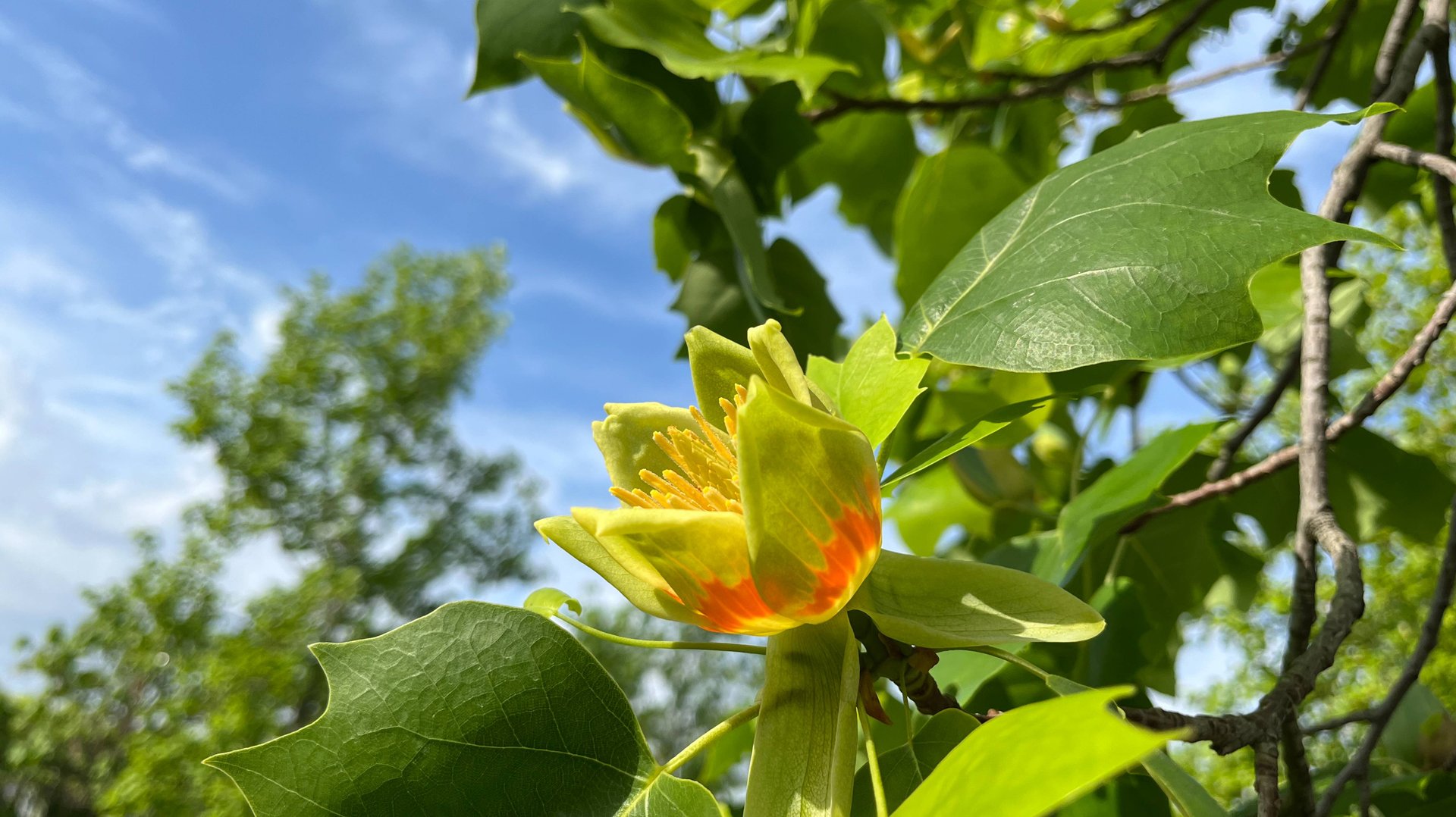 🌷2025 Лириодендрон тюльпановый в Парке Галицкого. смотреть онлайн