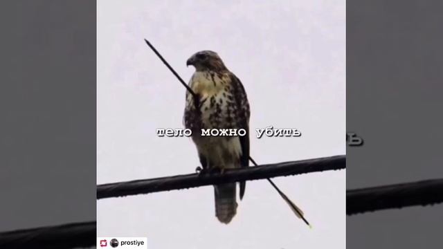 Если у него дух большой смотреть онлайн