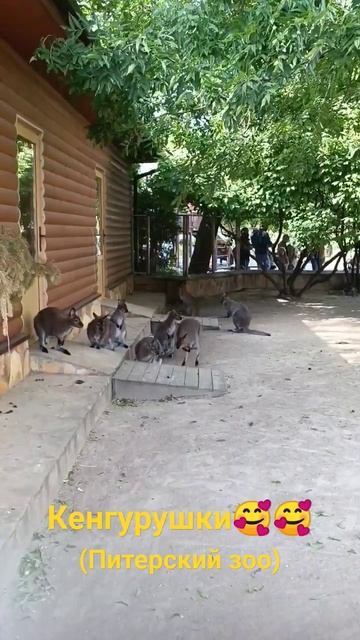 Посетили Зоопарк в Санкт Петербурге смотреть онлайн