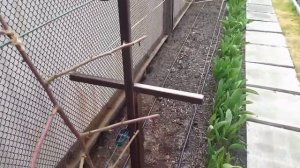 Как легко натянуть проволоку на опоре под ежевику.