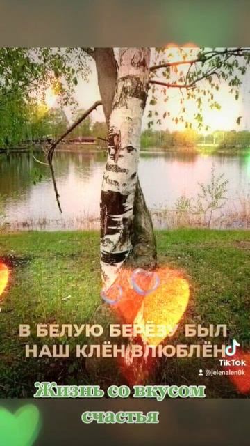 Берёза. #природа #любовь #берёза #жизньсовкусомсчастья смотреть онлайн