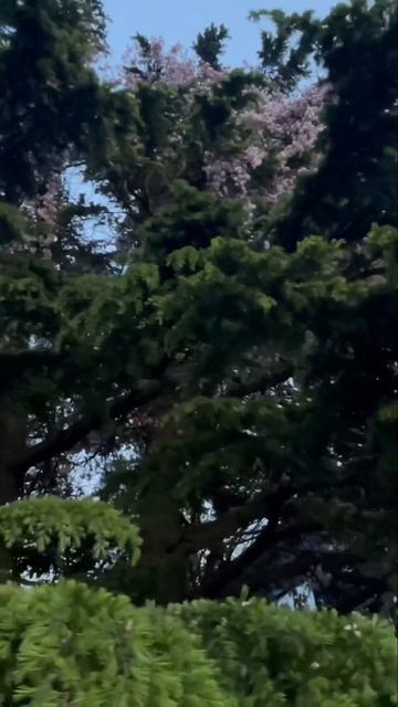 Никогда не видел такого. Глициния атаковала елку в Туа