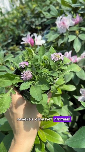 Скабиоза японская Ритц Роуз чем хороша? смотреть онлайн