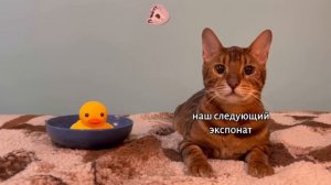 ЕСЛИ бы котики ходили в школу Все серии с Валерием Пол?