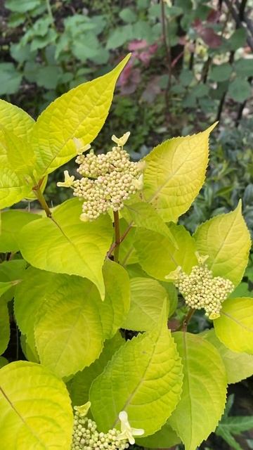 Пильчатая гортензия Голден Санлайт #гортензия #гортен