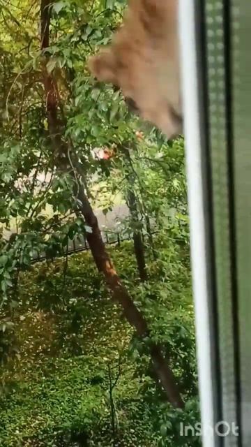 Кузя боится Маню, а орех очень хочется ( как же быть...) #? смотреть онлайн