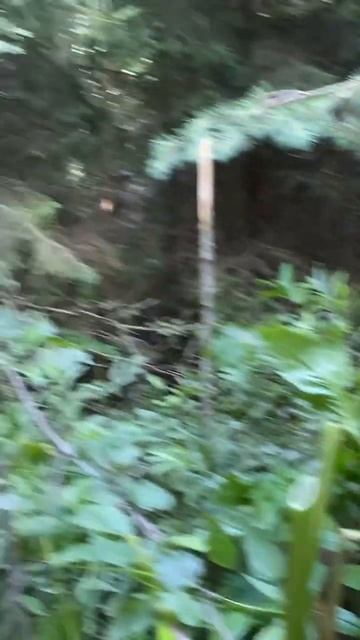 #борщевик #лес #легенда #природа #беларусь смотреть онлайн