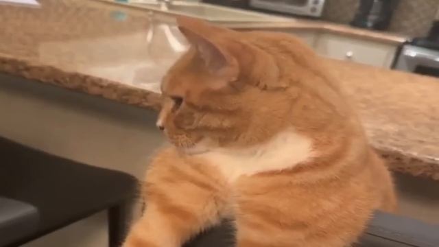 мяунинг смотреть онлайн