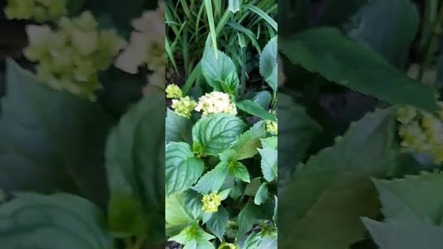 Роза Брауни ,гортензия Шлосс Вакербарт