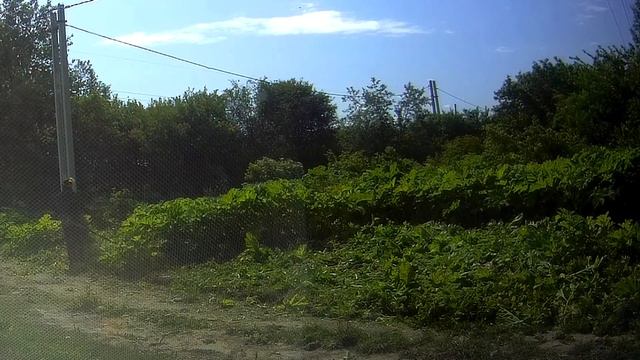 Покос Борщевика