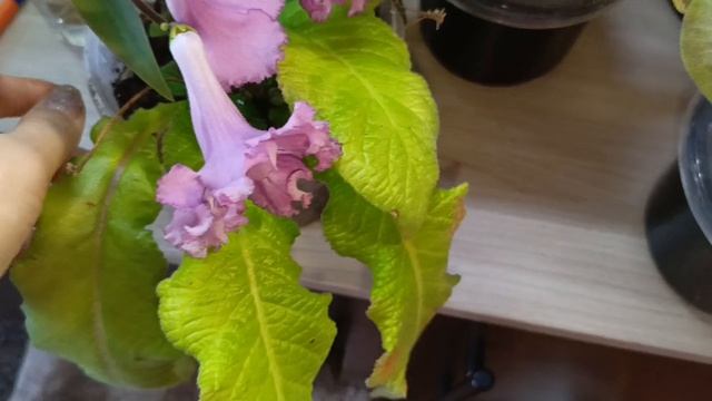 Эти цветы самые лучшие смотреть онлайн