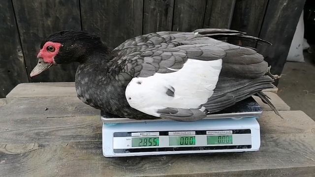 Обзор семей мускусных уток нашего хозяйства. Весенний вес индоуток. Утка окраса крем? смотреть онлайн