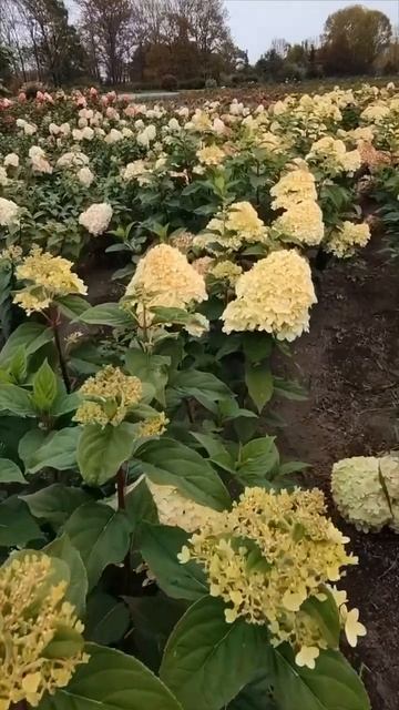 #hydrangea#hortensia#гортензия#гортензія#flowers#park#shorts#アジサイ#сад#