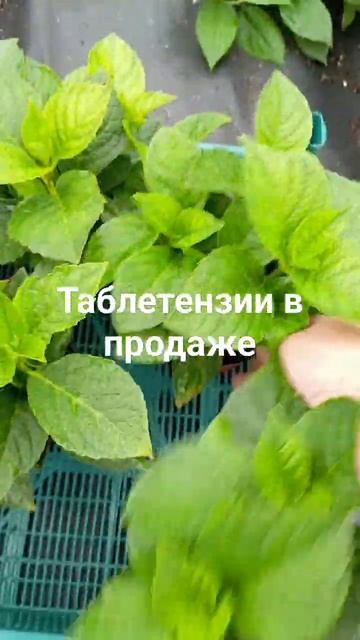 Таблетензия 03.08.24г.