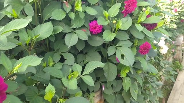 Георгины на участке смотреть онлайн