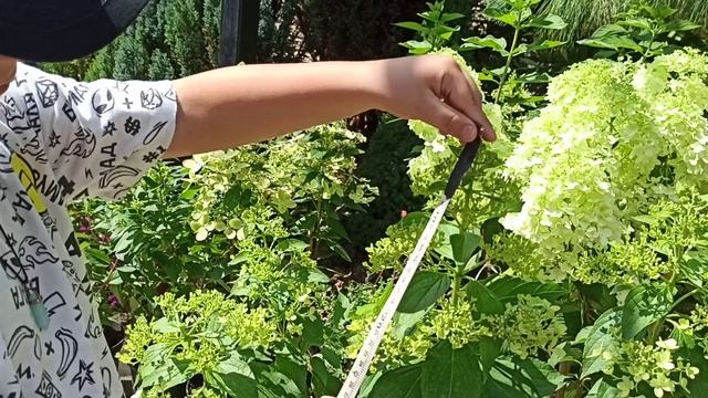 Метельчатая гортензия XS - Light смотреть онлайн