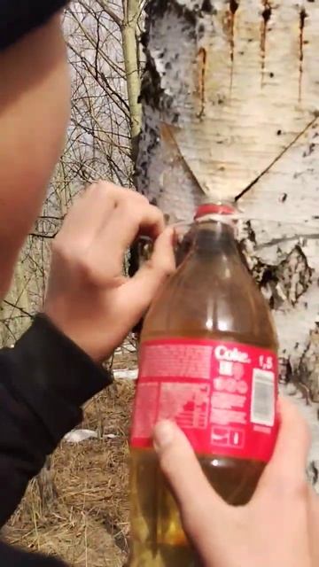 Как ставить берёзовый сок часть 3 смотреть онлайн