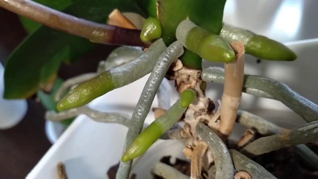 РАЗБУДИ цветонос орхидеи ЭТИМ! корни ЗАТЕМ! орхидеи бу смотреть онлайн