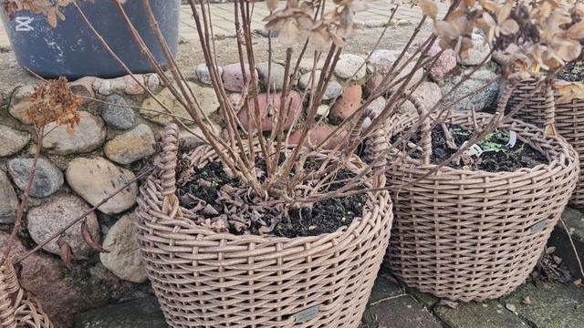 Формировка метельчатых гортензий в кашпо. PANdalus, Be Green, P