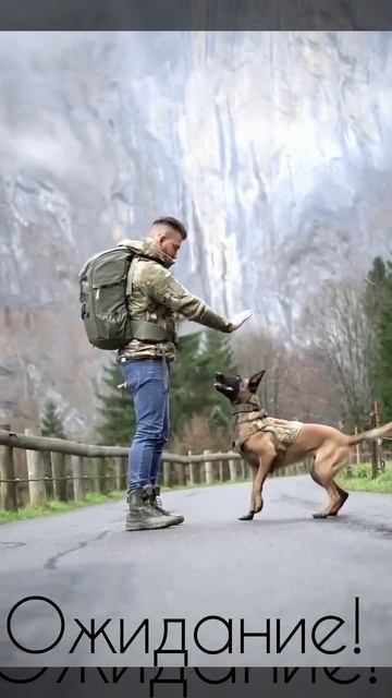 Самые обучаемые породы собак. Самоед смотреть онлайн