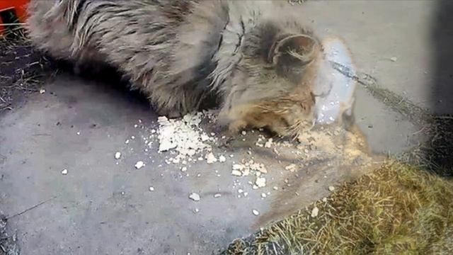 Какие запахи не любят кошки смотреть онлайн