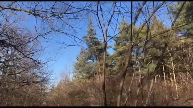 28.02.2024-Ростов-на-Дону-прогулка Щепкинский лес смотреть онлайн