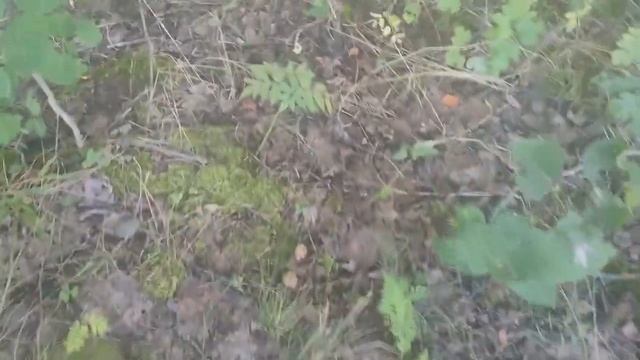Подосиновики и белые грибы в Ленобласти, Цель - быстро смотреть онлайн