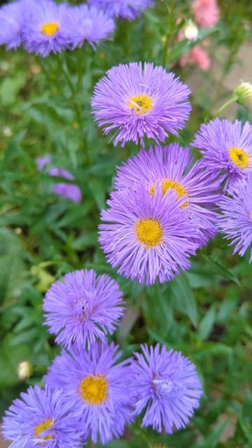 Астра альпійська (Aster alpinus) #aster #айстра #flowers #garden #nature #са смотреть онлайн