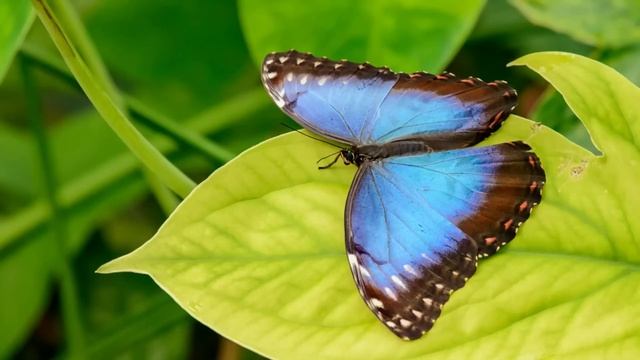 Я ухожу от тебя. У меня есть женщина и ей скоро рожать - смотреть онлайн