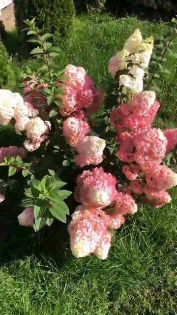 #phantom#vanille#hydrangea #гортензия #garden #гортензія #flowers #park#jardin #? смотреть онлайн