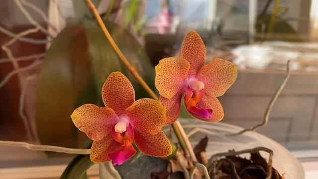 Ароматный фаленопсис из линейки «Парфюмерная фабрика смотреть онлайн