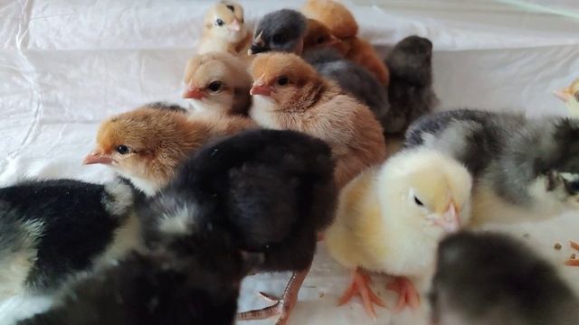 Результат инкубирование куриных яиц смотреть онлайн