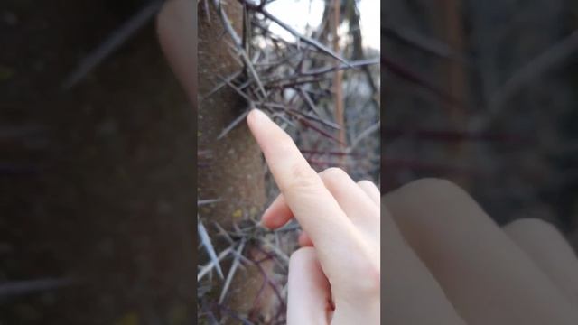Нашла себе миниатюрный меч в лесу #дарыприроды #акация смотреть онлайн