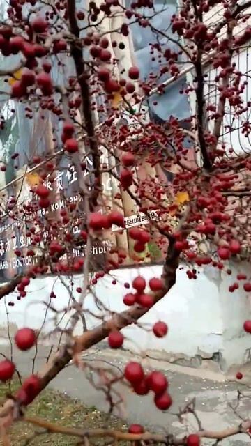 Не узнала боярышник. Волжский. Волгоград. Ноябрь 2024г.