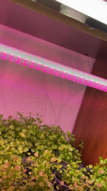 РАССАДА 🌱 И КЛАССНАЯ ЛАМПА 💡. ПРИБЛИЖАЕМСЯ К ОТМЕТКЕ смотреть онлайн