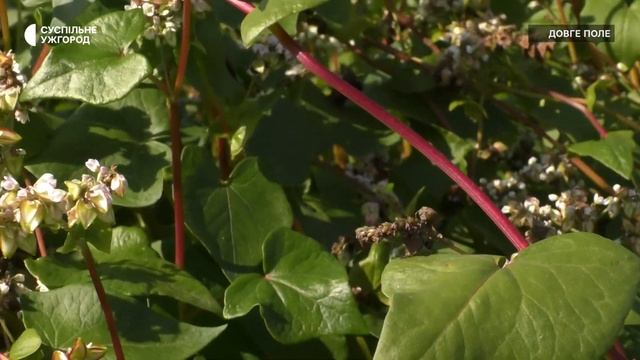 Гречку поблизу Ужгорода вирощує фермер Віктор Карабі?