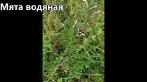 Три вида мяты и душица обыкновенная.