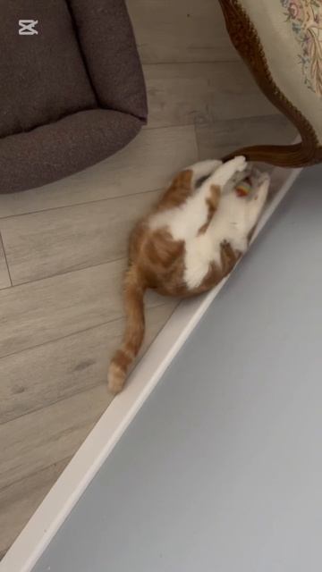 Любимая игрушка котенка! Да ну не мешайте мне, я занят ? смотреть онлайн