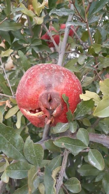 13 сентября 2024 г. Анор. Гранат #фрукты #fruit #сад #garden #nature смотреть онлайн