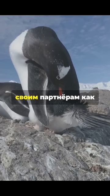 7 фактов о животных за 30сек #shorts #животные #факты #реком? смотреть онлайн