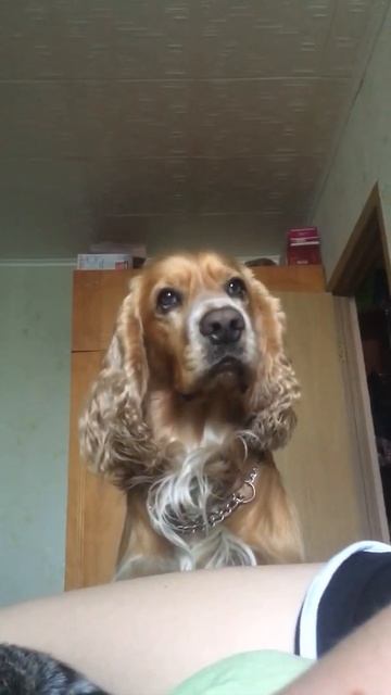 Английский кокер спаниель — Тим и Скорая помощь смотреть онлайн