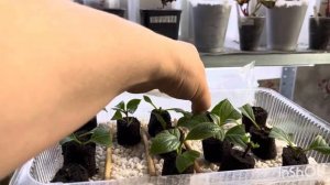 Первые корни у черенка гортензии!