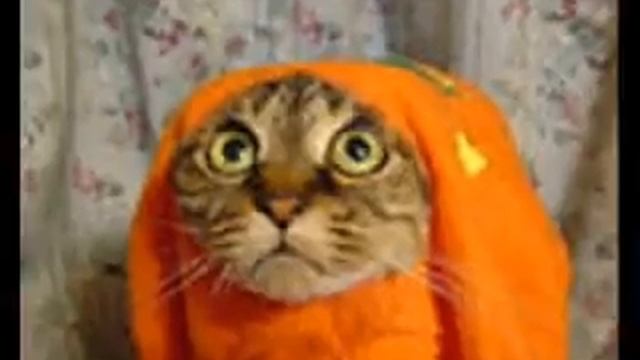 Прикол на 12-секунд,) смотреть онлайн