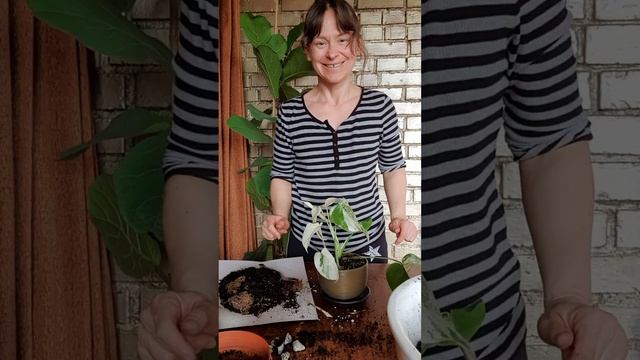 Пересадка монстер смотреть онлайн