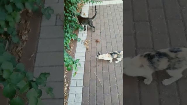 КОШКИ В ШЕСТЬ СЕЛИ ЕСТЬ смотреть онлайн