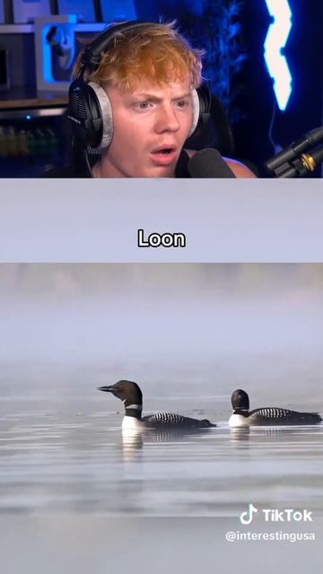 Самые страшные звуки птиц в мире! 😨 смотреть онлайн