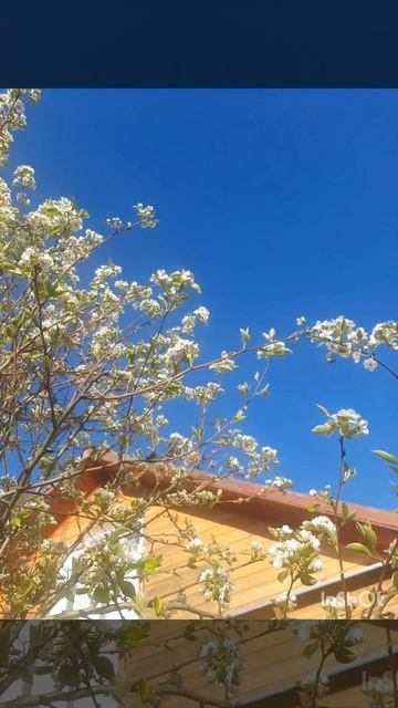 Цветущая груша.mp4 смотреть онлайн