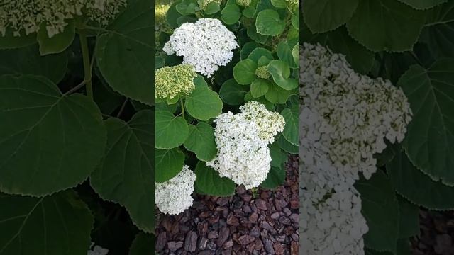 Древовидная гортензия Анабель цветение июнь смотреть онлайн