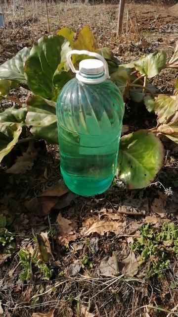 Несу домой Берёзовый сок))) #love #природа #весна смотреть онлайн