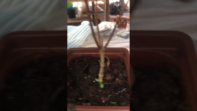 Гортензия уходит в зиму смотреть онлайн